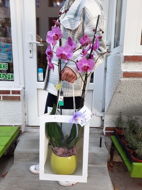 Розова Орхидея